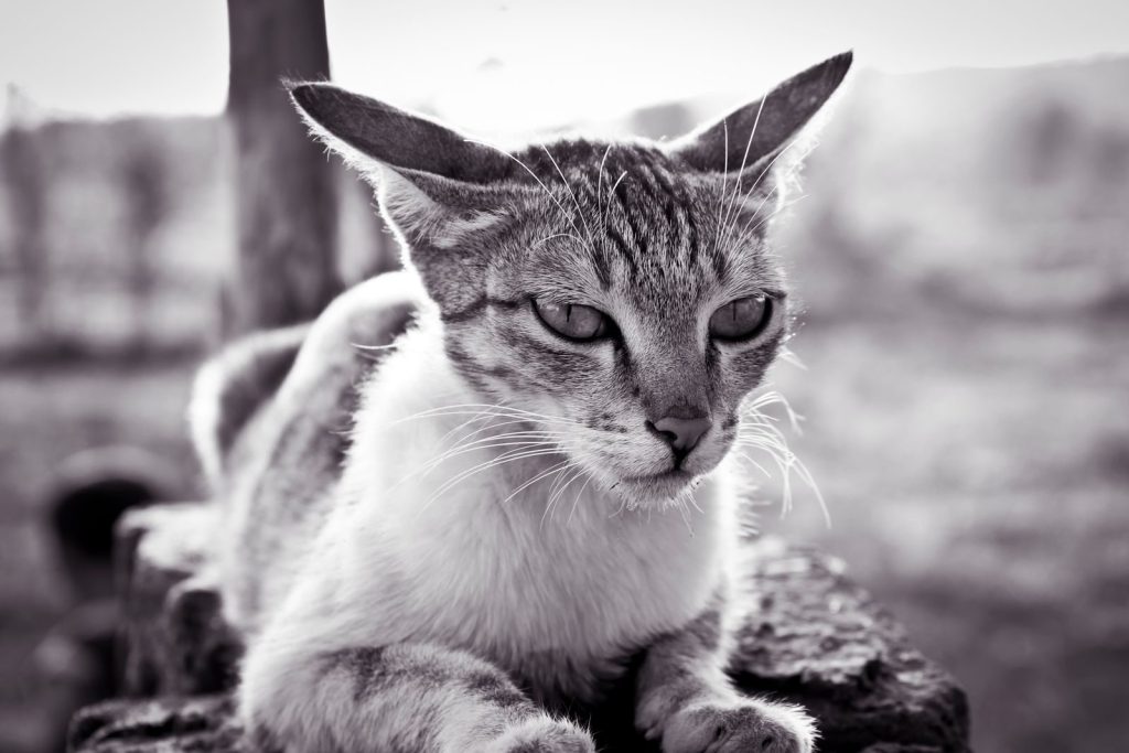 A serene black and white portrait of a cat lying outdoors.