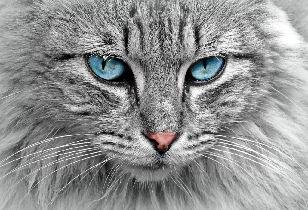 cat, animal, cat portrait, cat's eyes, pet, fur, nature, domestic cat, close up, head, cat face, animal world, portrait, face, animal portrait
