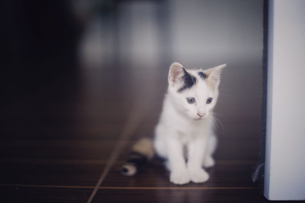 Cute white and black kitten sitting on a wooden floor indoors with gentle lighting.