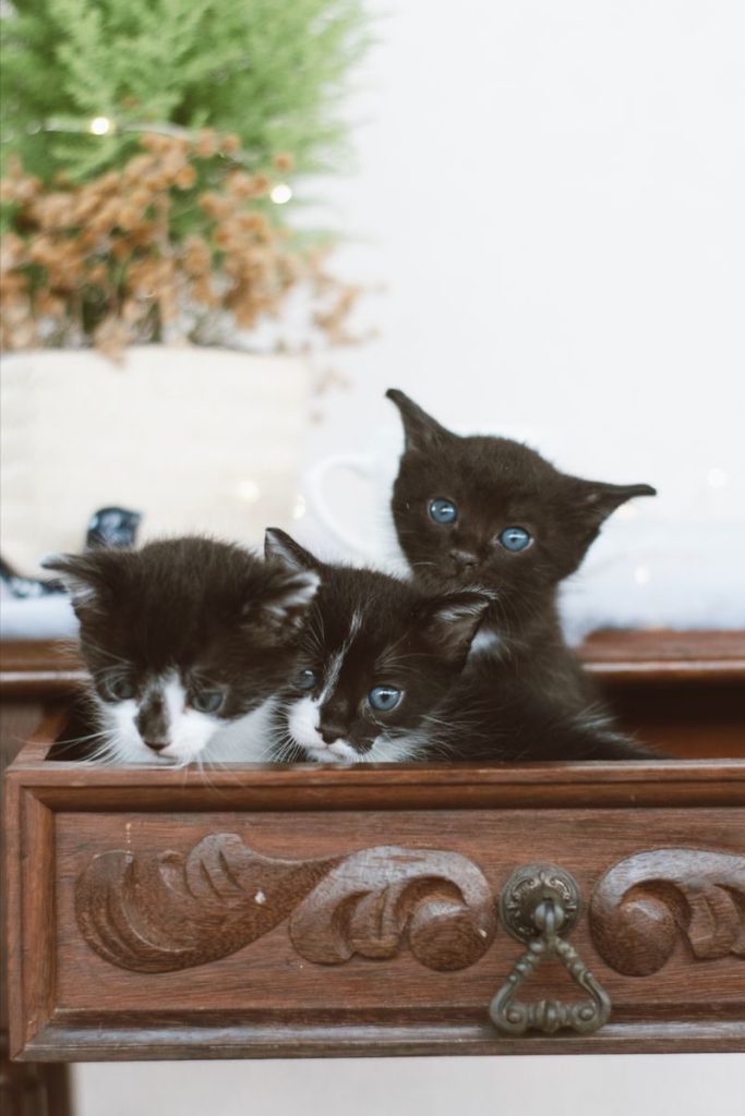 Three cute black and white kittens curiously peek from a vintage drawer indoors.