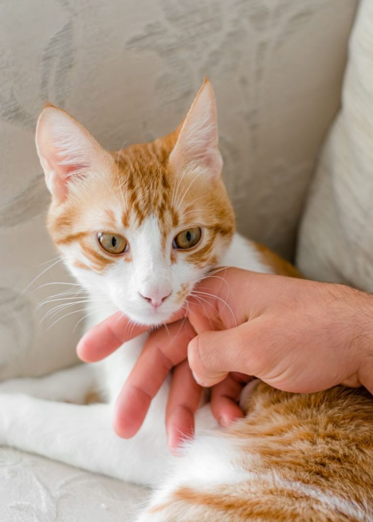 An affectionate tabby cat interacting with a human hand indoors.