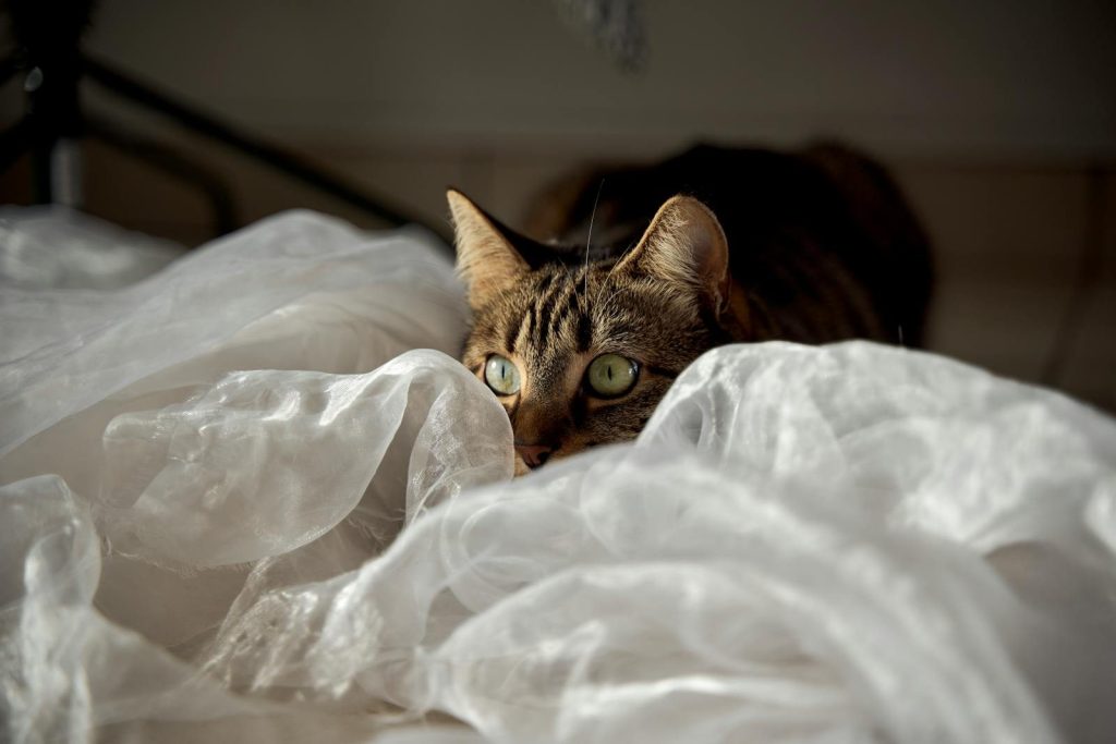 A cute tabby cat playfully hiding in soft white fabric indoors.