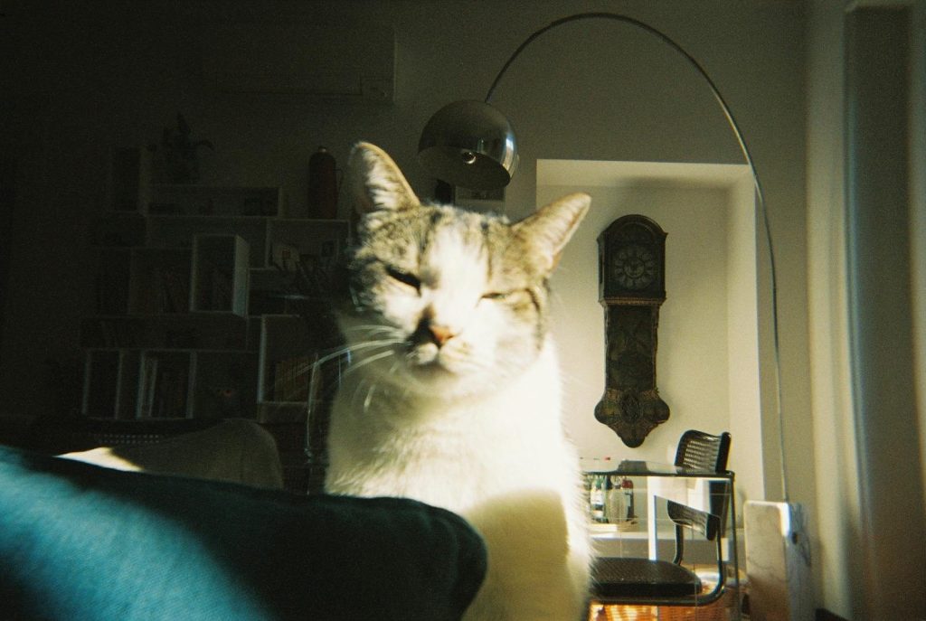 A cute cat sits comfortably in a sunlit room featuring vintage decor.