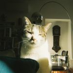 A cute cat sits comfortably in a sunlit room featuring vintage decor.