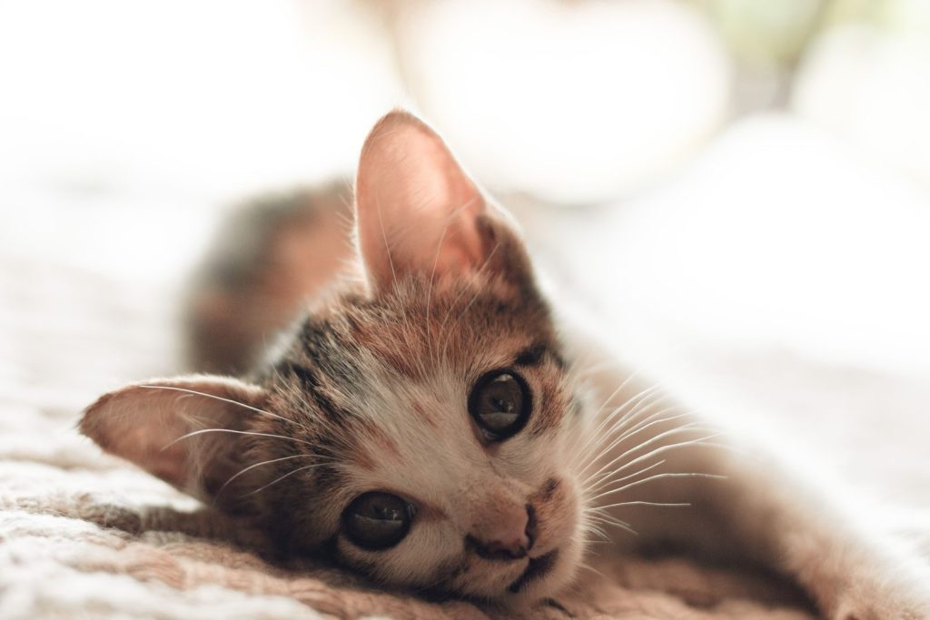 Adorable kitten lying down with soft bokeh background, conveying warmth and cuteness.