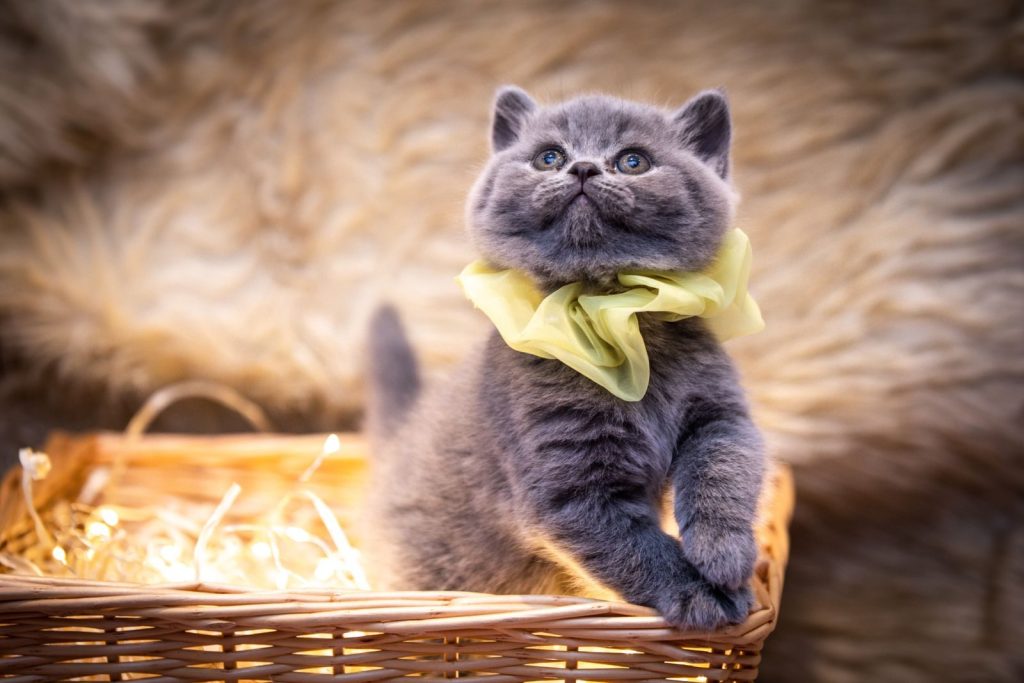 Charming British shorthair kitten wearing a yellow ribbon, posing in a cozy basket with soft lighting.