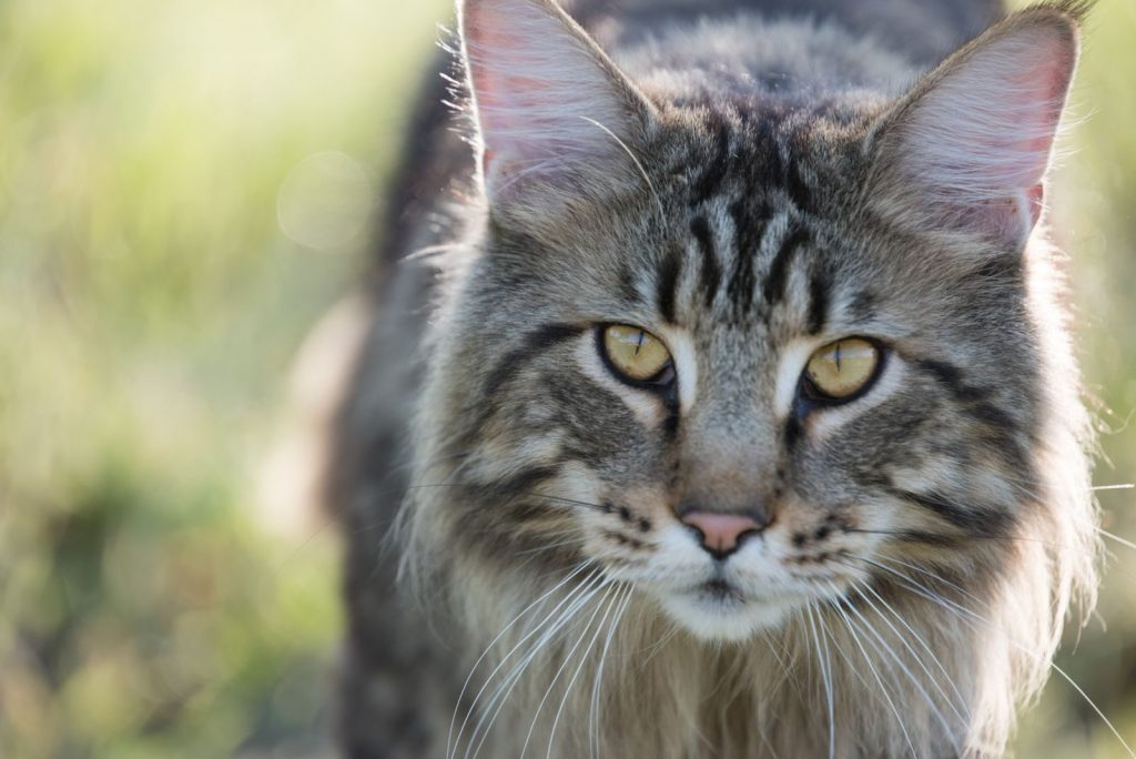 Detailed close-up of a Maine Coon cat with striking markings and expressive eyes outdoors.