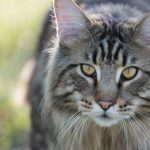 Detailed close-up of a Maine Coon cat with striking markings and expressive eyes outdoors.