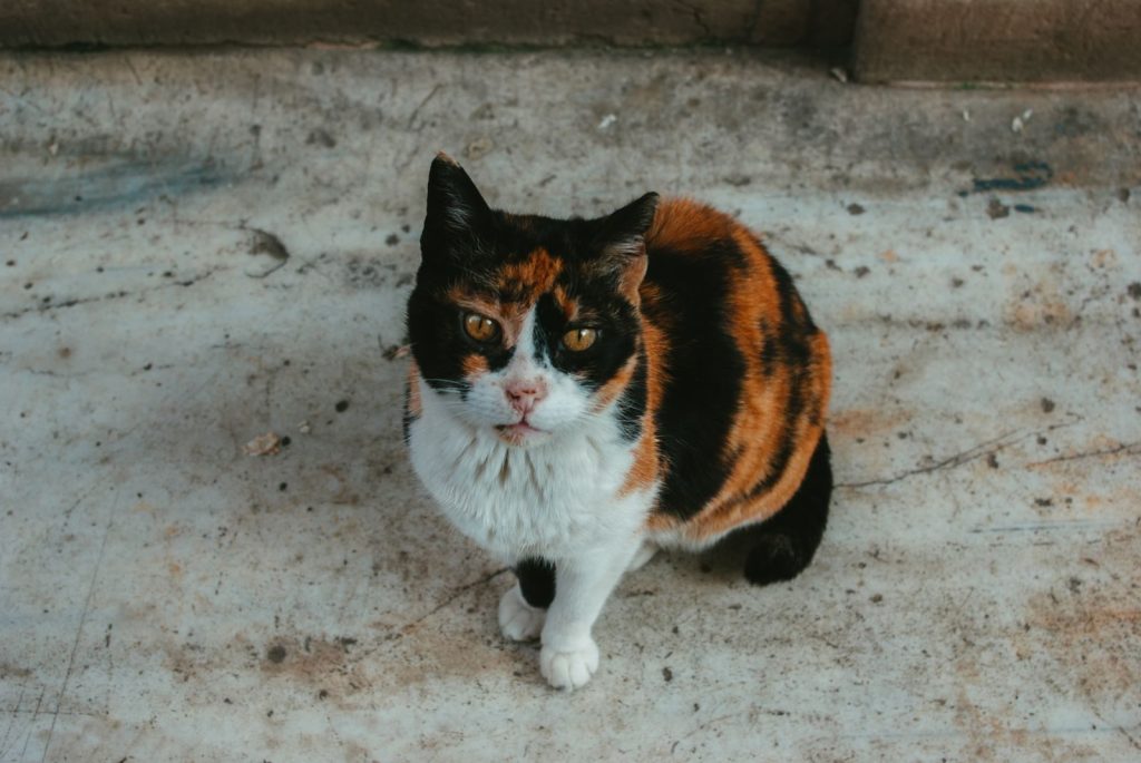 Curious calico cat sitting on a concrete surface, looking directly at the camera.