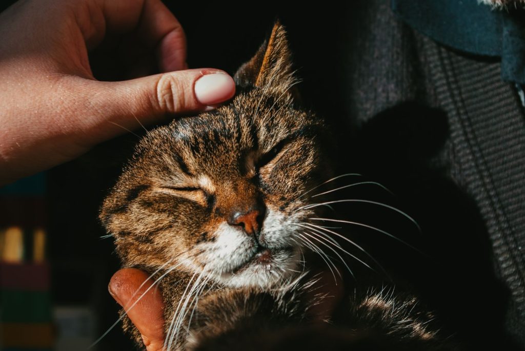 A serene close-up of a tabby cat enjoying a gentle pet, highlighting human-animal bond.