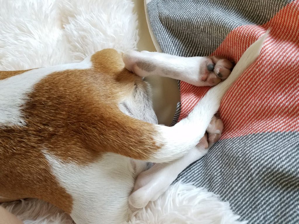 A close-up of a puppy resting on a soft, patterned blanket indoors, showcasing a peaceful moment.
