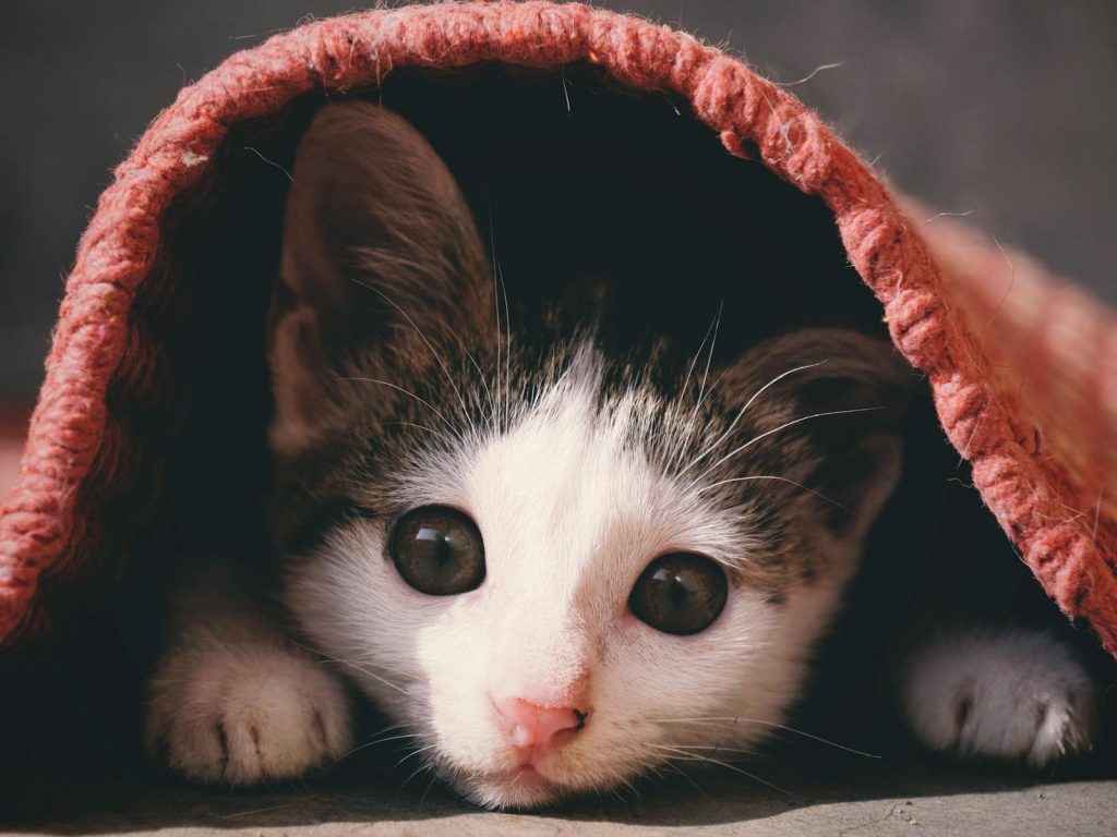 Cute kitten with brown eyes peeking from under a cozy red blanket, indoor setting.