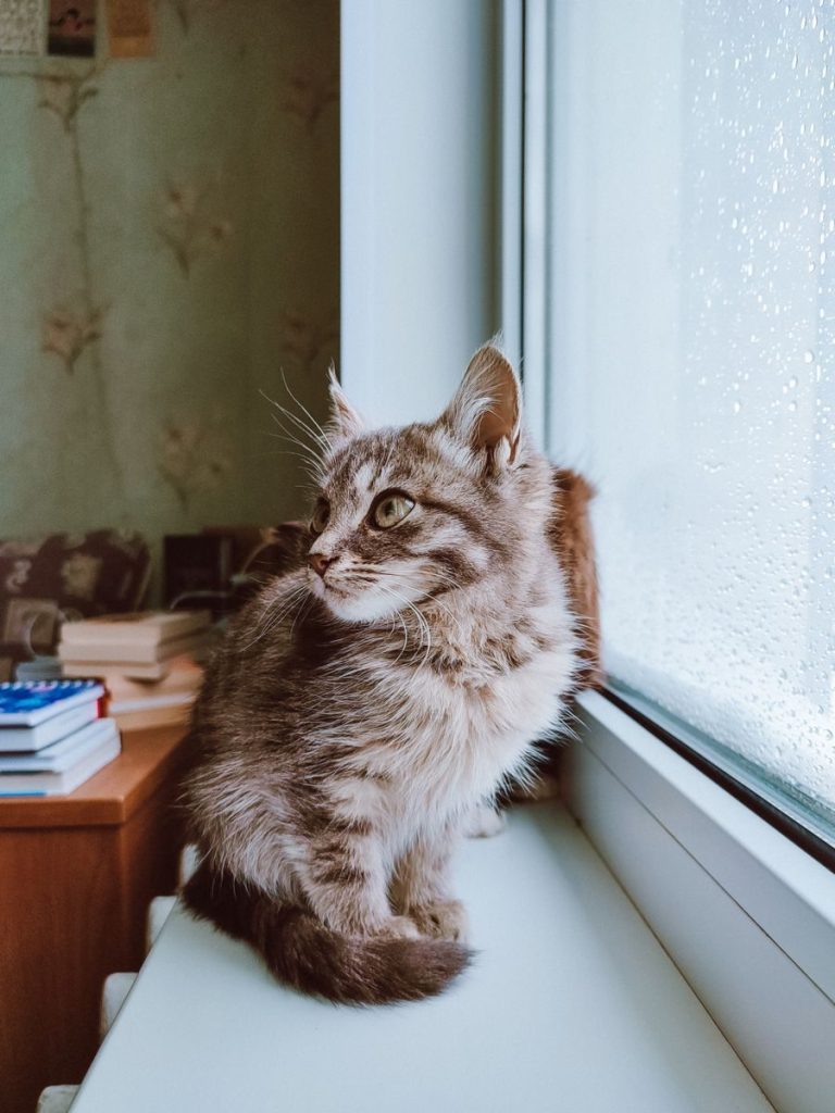 A cute tabby kitten sits on a windowsill, gazing outside on a rainy day.
