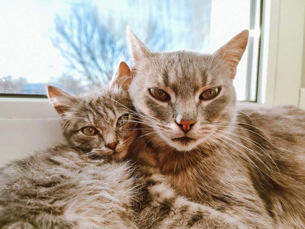 Two fluffy tabby cats cuddling together by a window, showcasing their cute and cozy bond.