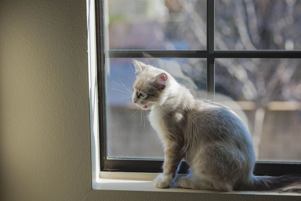 Adorable cat enjoying sunlight on window sill indoors.