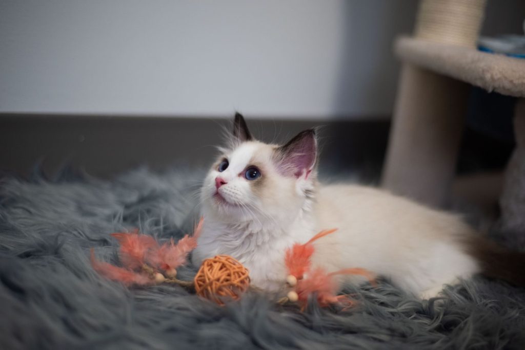 Adorable white kitten lounging on a grey rug with playful toys around it.