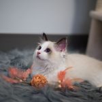Adorable white kitten lounging on a grey rug with playful toys around it.