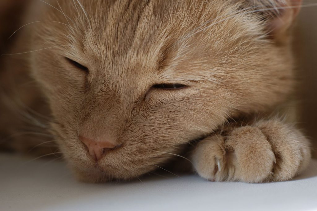 Close-up portrait of an orange tabby cat peacefully sleeping, showcasing its serene and tranquil nature.