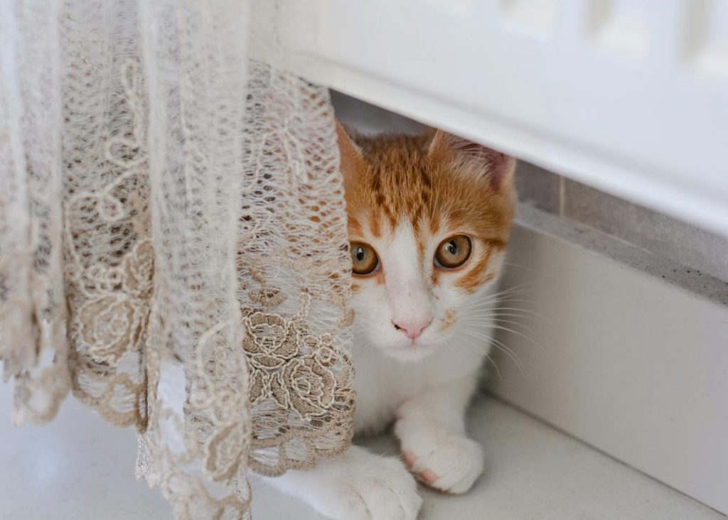 Cute tabby cat peeking playfully from lace curtain indoors.