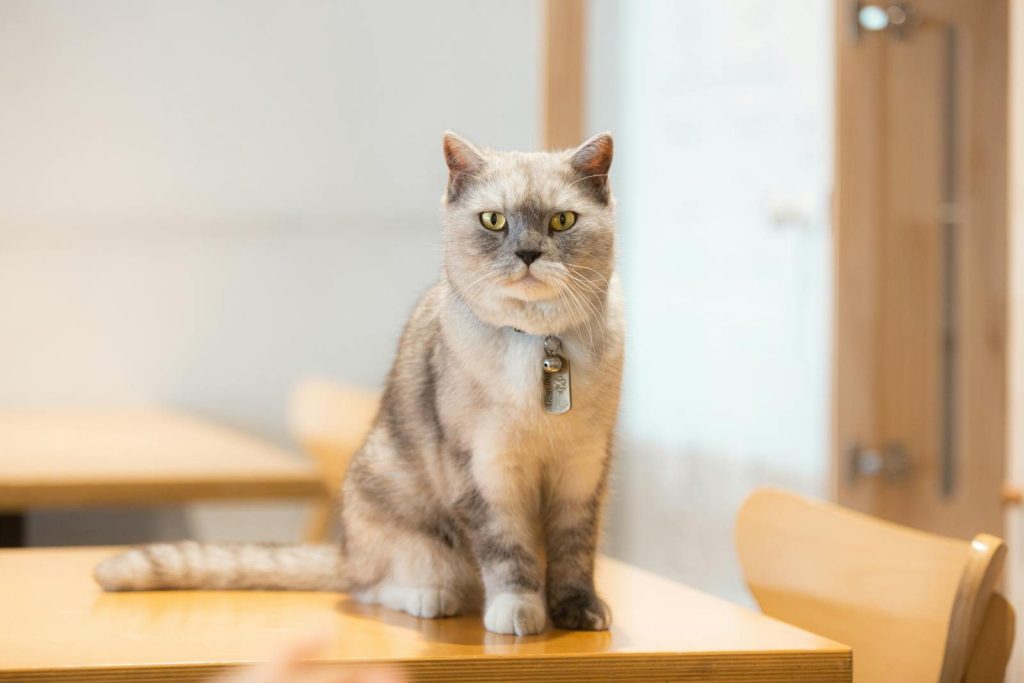 A cute British Shorthair cat with a collar sitting on a wooden table indoors.