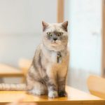A cute British Shorthair cat with a collar sitting on a wooden table indoors.
