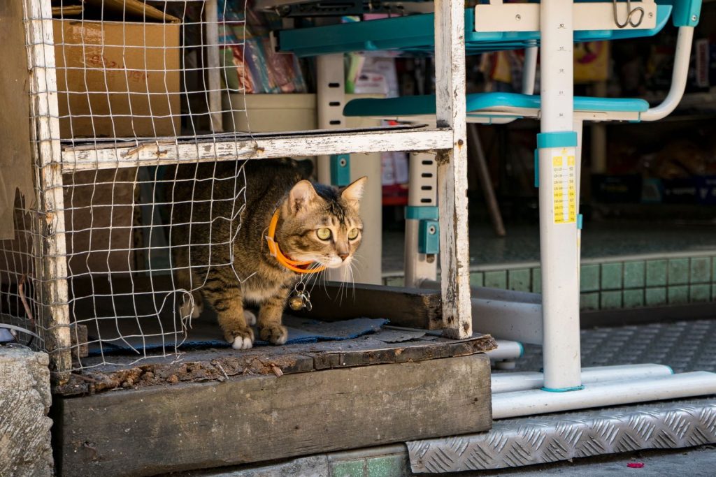 A tabby cat with a collar cautiously peeking out from under a metal shelf on a street.