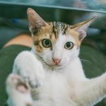 Close-up of a playful domestic kitten lounging indoors, showcasing its adorable eyes and whiskers.
