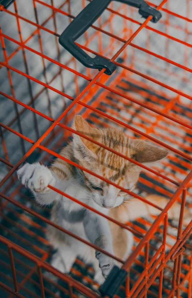 Adorable kitten playing inside an orange metal cage, a close-up shot capturing its playful curiosity.
