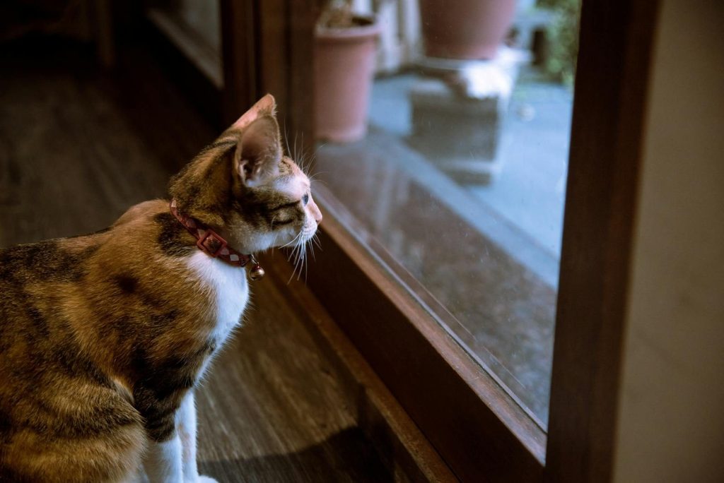 A cute domestic cat with a collar intently gazing through a glass door, exploring the outdoors.