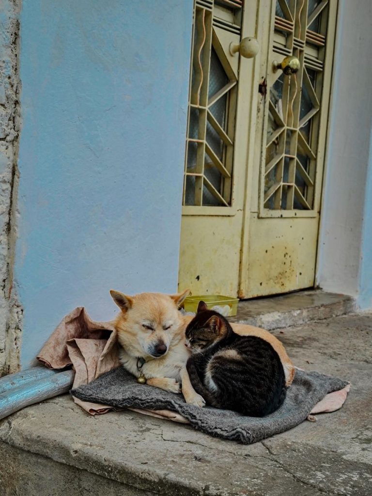 A cat and dog snuggle on a porch, sharing warmth and companionship outdoors.