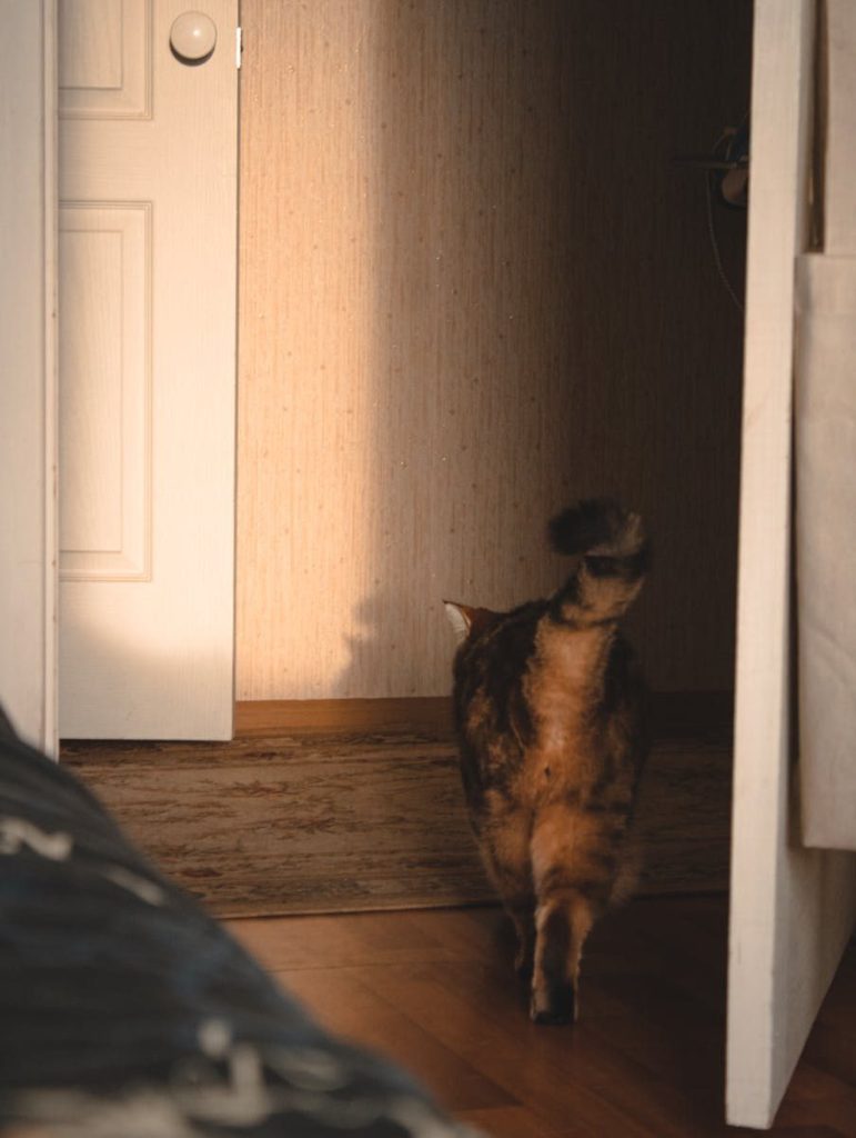 A domestic cat walking through an open door into a softly lit room.