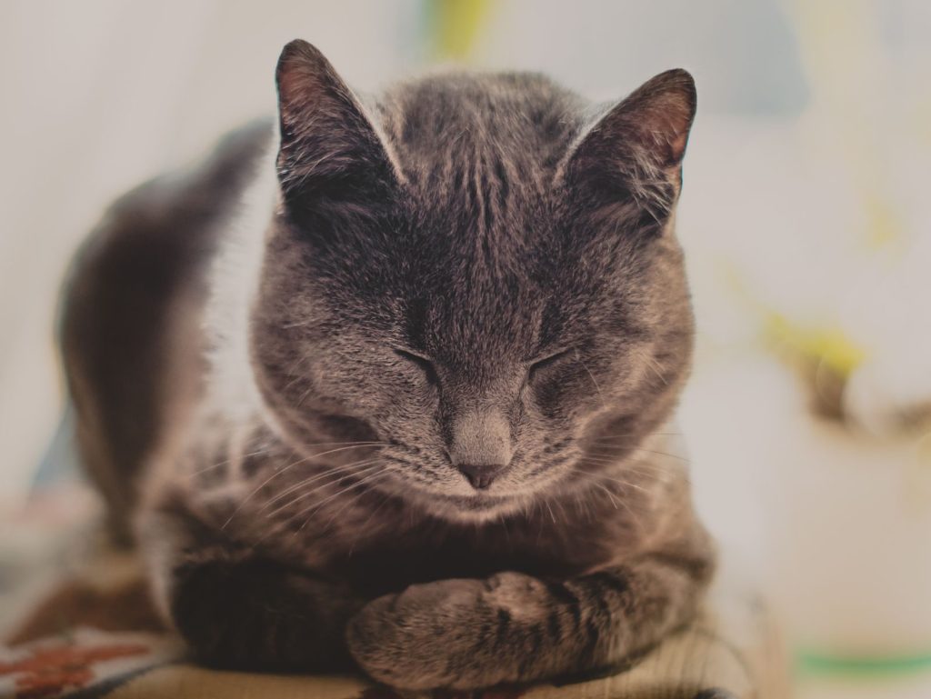 Adorable gray cat peacefully sleeping indoors, showcasing its cute and calm demeanor.