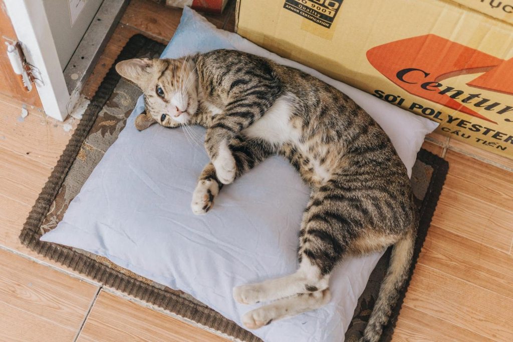 A cute tabby cat rests comfortably on a pillow next to a cardboard box indoors.