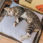 A cute tabby cat rests comfortably on a pillow next to a cardboard box indoors.