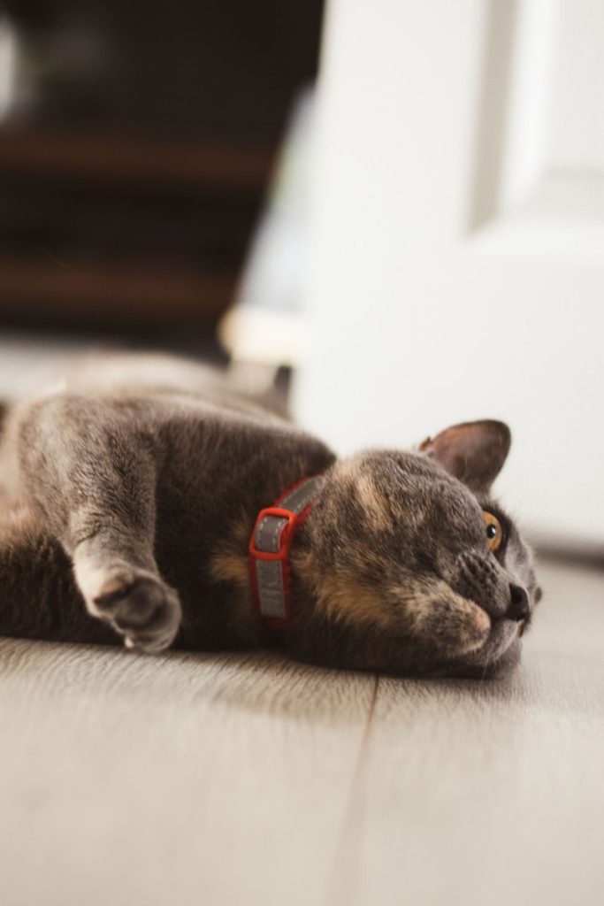 Close-up of a gray cat lying on the floor indoors with sunlight creating a warm ambiance.