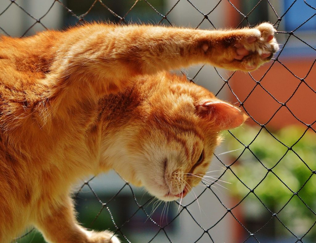 Cute ginger cat stretching outside on a sunny day, showing natural feline behavior.