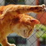 Cute ginger cat stretching outside on a sunny day, showing natural feline behavior.