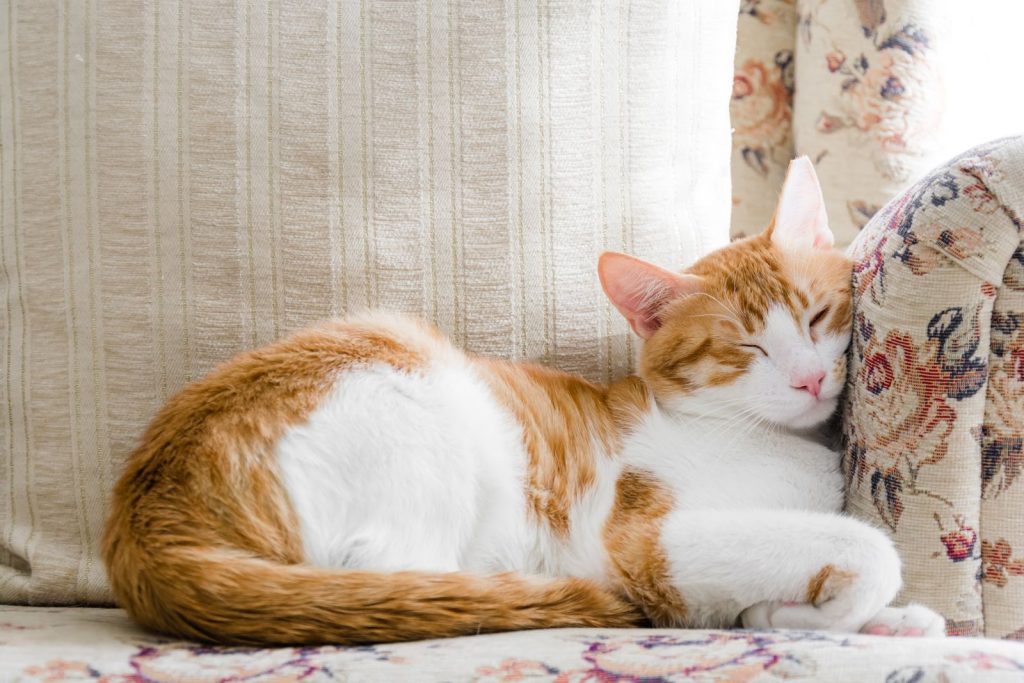 A peaceful ginger tabby cat sleeps comfortably on a floral patterned sofa, bathed in soft light.