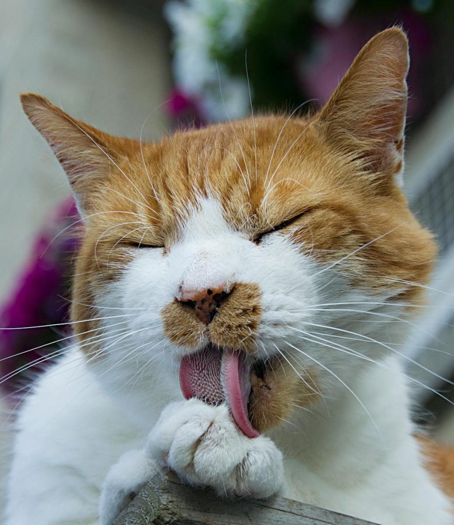 A charming close-up of a cat with eyes closed, grooming its paw outdoors.