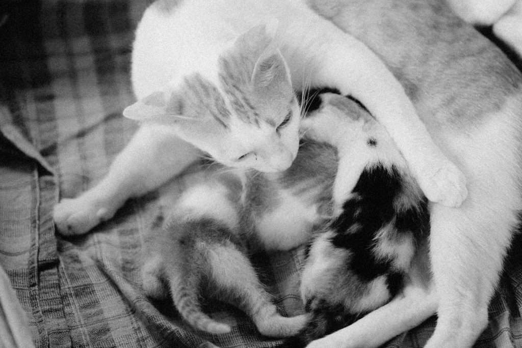 Tender moment of a mother cat nursing her kittens in black and white.