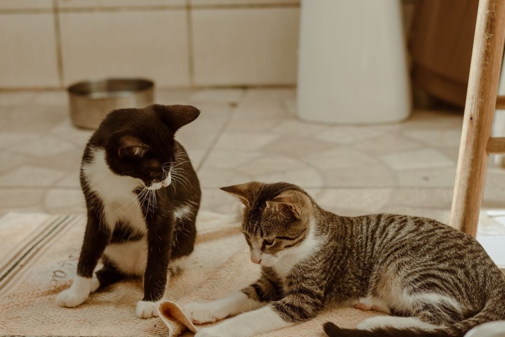 Two playful cats interact on a cozy indoor rug, capturing a cute pet moment.