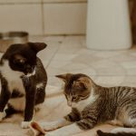 Two playful cats interact on a cozy indoor rug, capturing a cute pet moment.