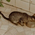 Adorable tabby cat quenching thirst from a stainless steel bowl on a tiled floor indoors.