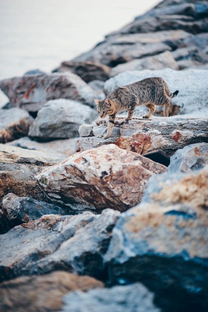 A tabby cat gracefully walks along large rocks by the sea.