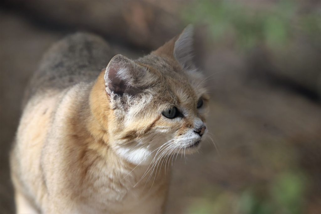 A detailed close-up of a sand cat in its natural desert environment.