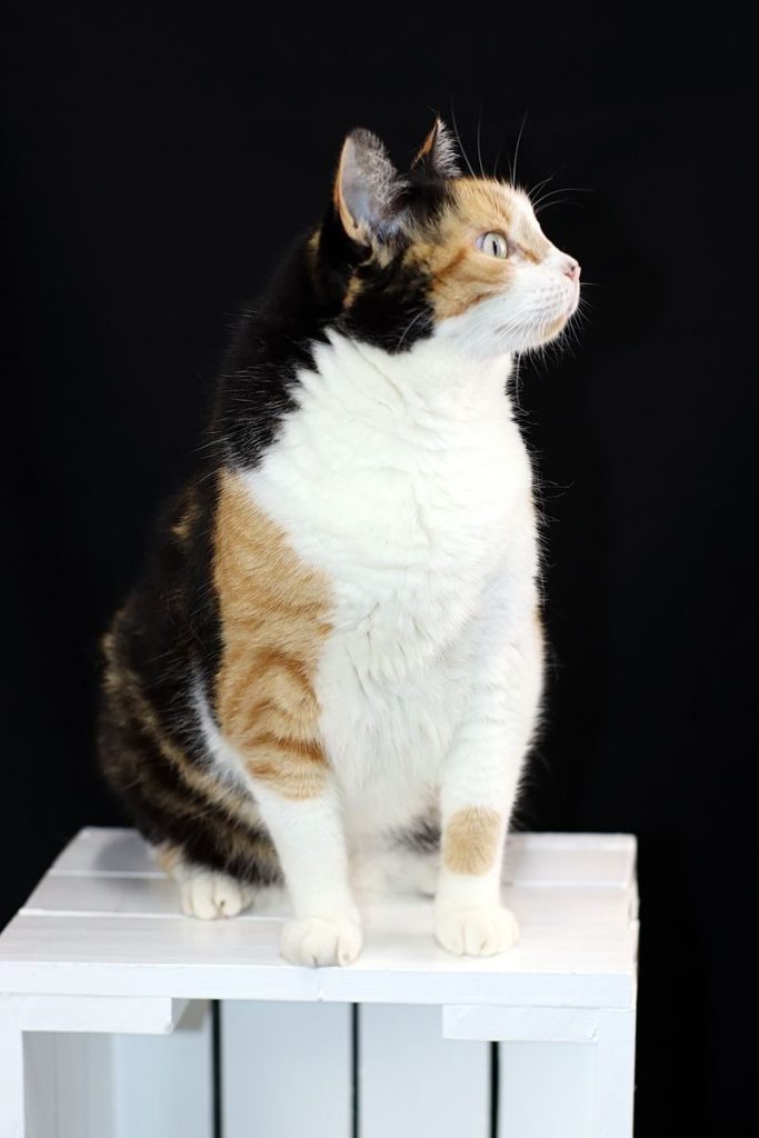 A detailed close-up of a calico cat perched on a white box, set against a black background.