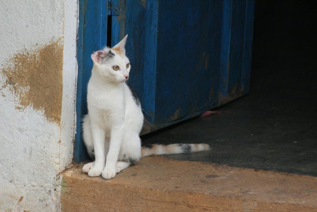 A curious tabby cat sitting by a blue door indoors, exuding curiosity.