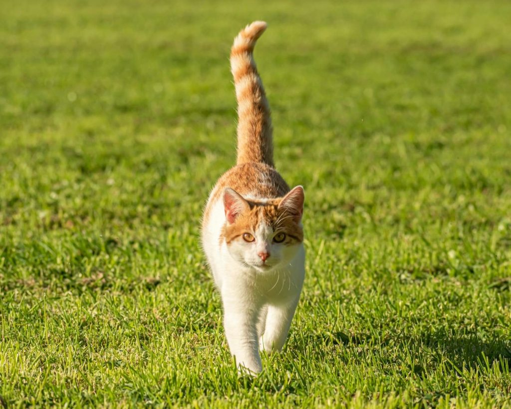 A cute orange and white cat walking gracefully on a vibrant green lawn.