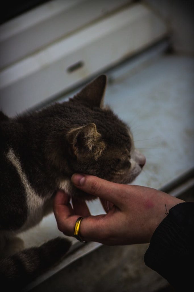 Intimate close-up of a human hand petting a domestic cat, showcasing a bond with animals.