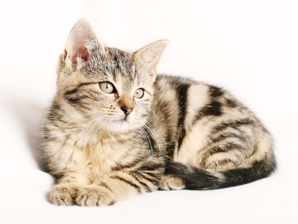 cat, kitten, pet, striped, young, feline, animal, cat portrait, domestic, domestic cat, tabby, tabby cat, isolated